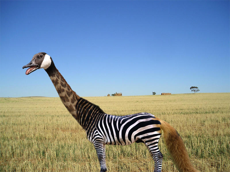Animal Comination Animal Combination by REkirby on DeviantArt