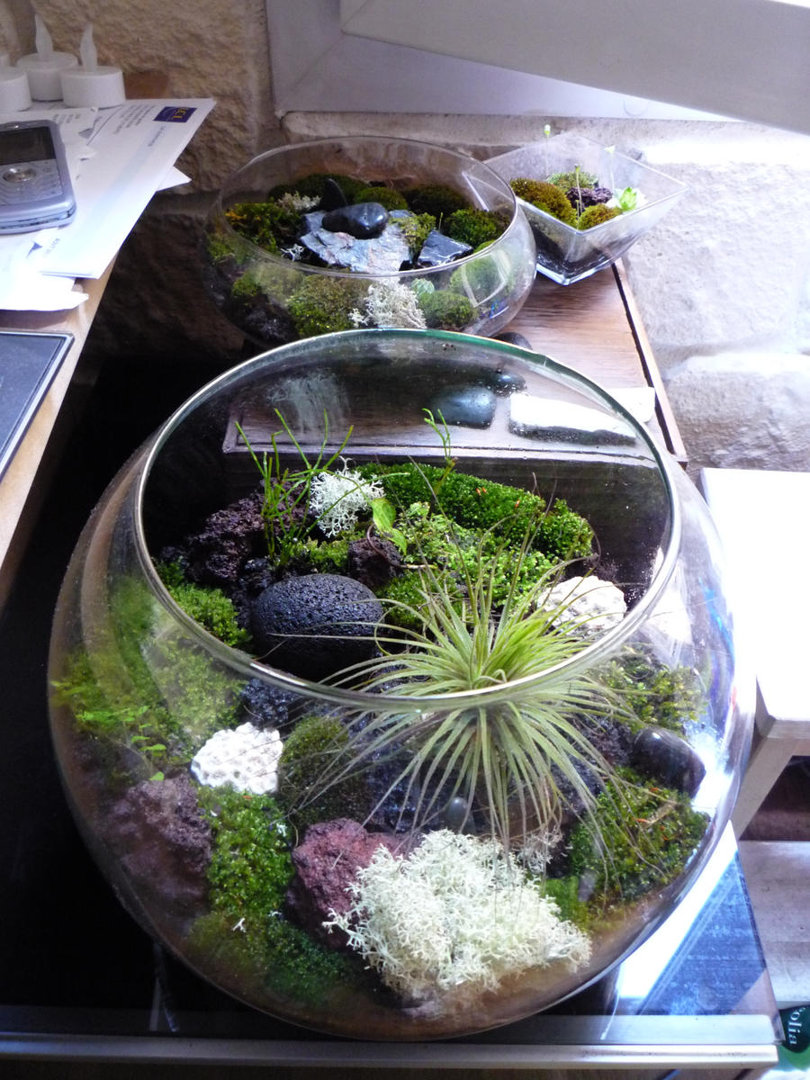 Moss Terrarium 01