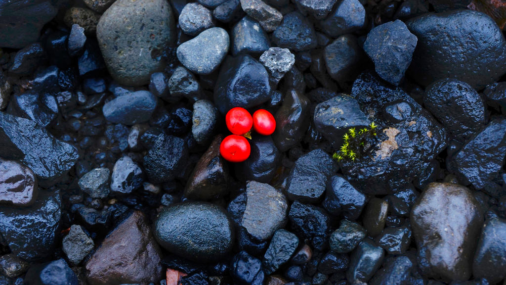 Icelandic Berries