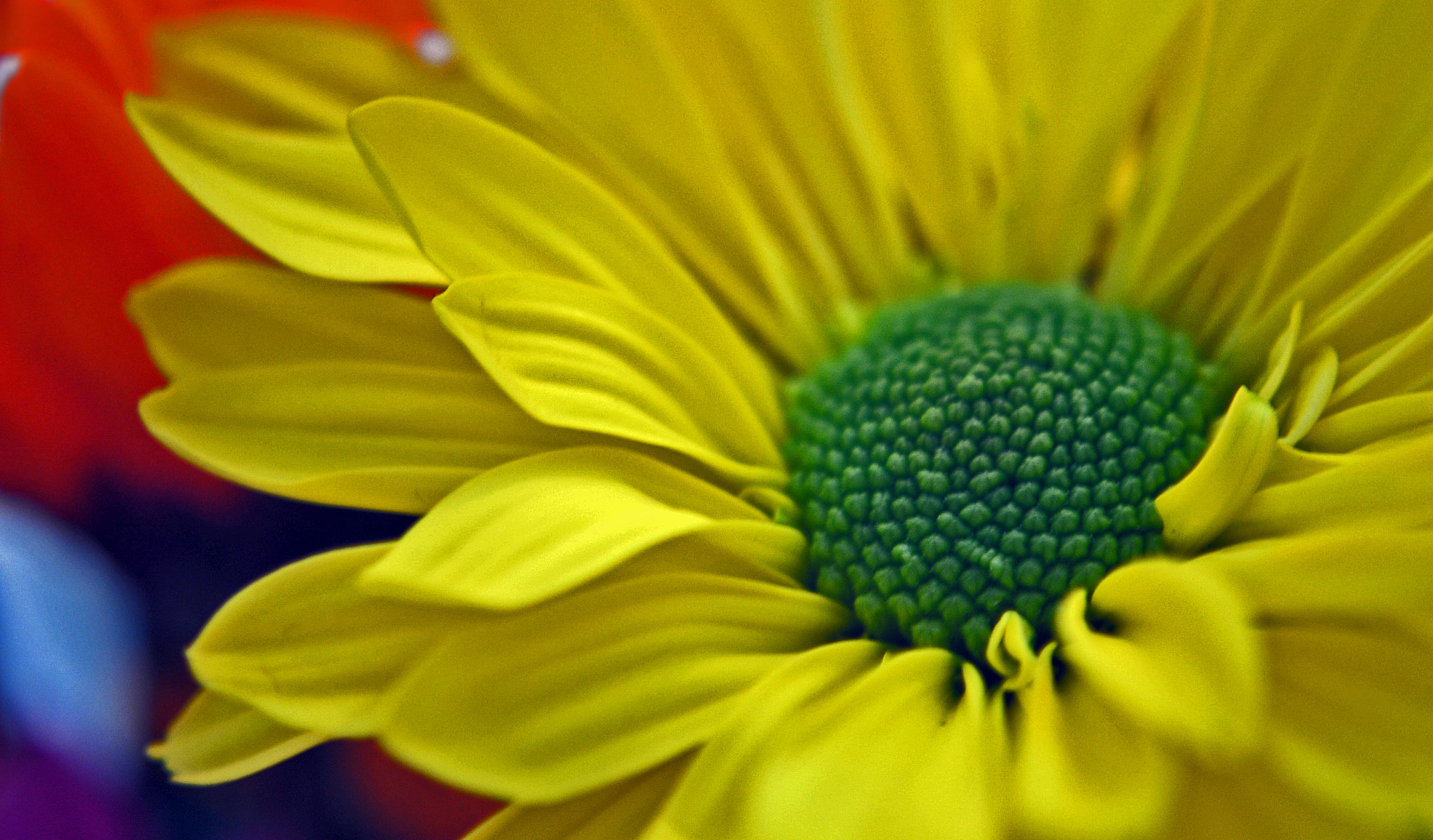 Bright Flowers