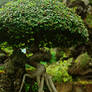 Bonsai Tree in Jeju-do