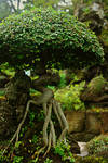 Bonsai Tree in Jeju-do by toosik