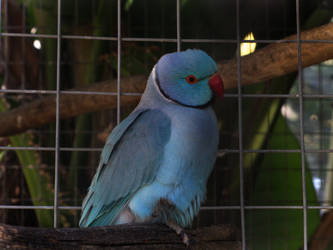 birdeyeblue