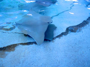 Stingray 2