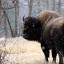 Bison in the Snow