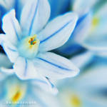 :FORGET ME NOT: