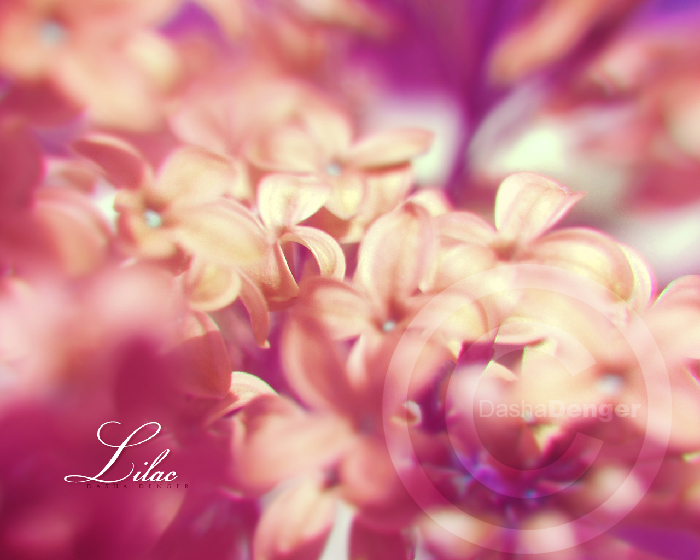 :Lilac II: