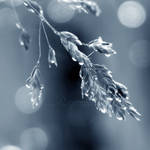 ::Morning Dew:: by onixa