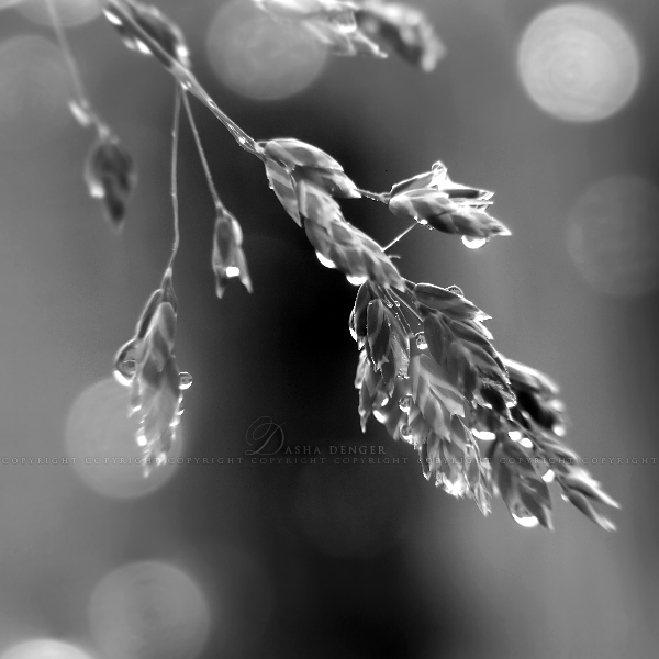 ::Morning Dew:: Black n White