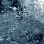 ::Morning Dew:: II by onixa