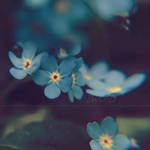 :FORGET-ME-NOT: II