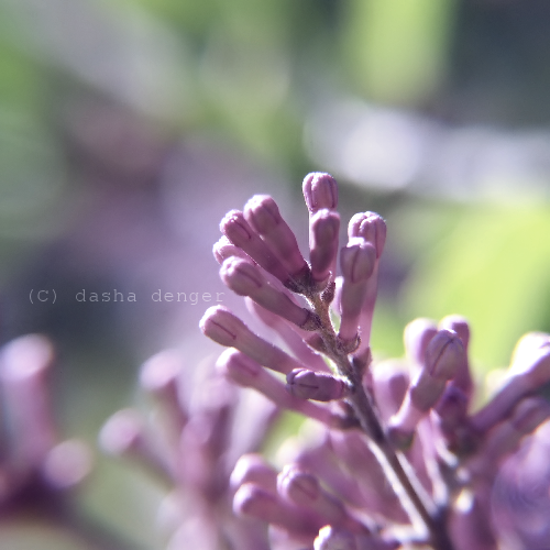 :Bokeh: