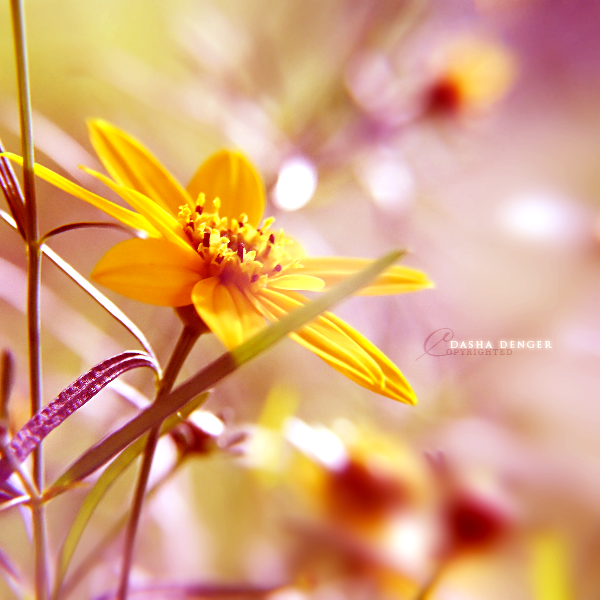 enchanted world...