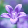 ::Campanula'::