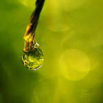 Product of Life by onixa