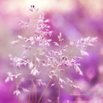 Loves me, Loves me not by onixa
