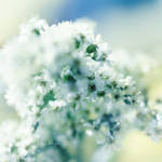.: Nutrisse :. by onixa