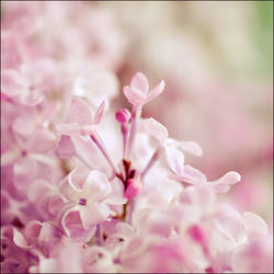 Sweet Lilac Scent