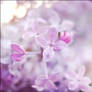 Sweet Lilac Scent II