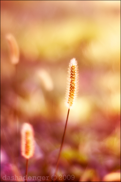 Gold Summers Day