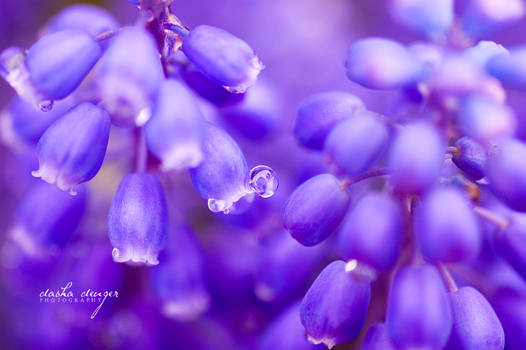 .: Blue Bells :.