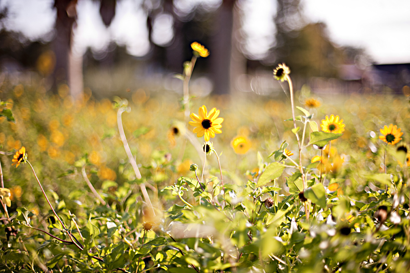 Beauty is.. all around