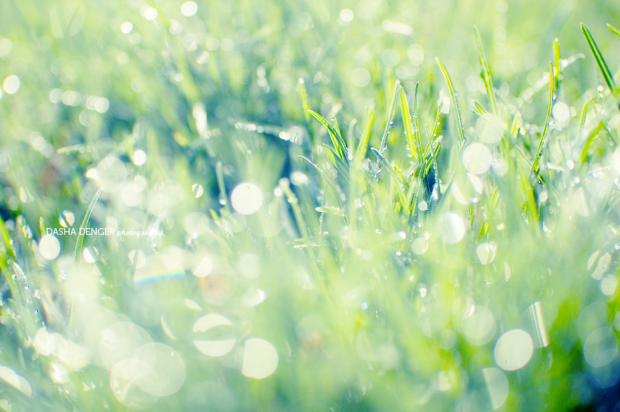 sparkling grass II