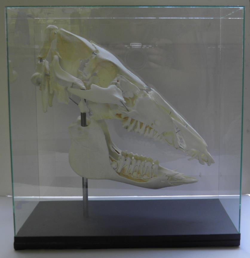 exploding pig skull by Museumwinkel on DeviantArt