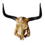 Skull Yak taxidermy for sale