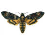 mounted Death's-head Hawk moth