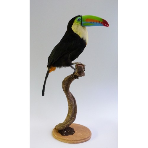 mounted toucan. Bird taxidermy