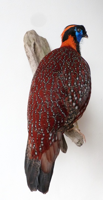 bird taxidermy, mounted tragopan