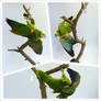 bird taxidermy, mounted parrot