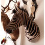 Mounted zebra trophy, opgezette dieren