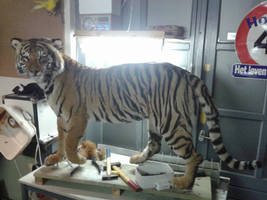 Mounted tiger taxidermy