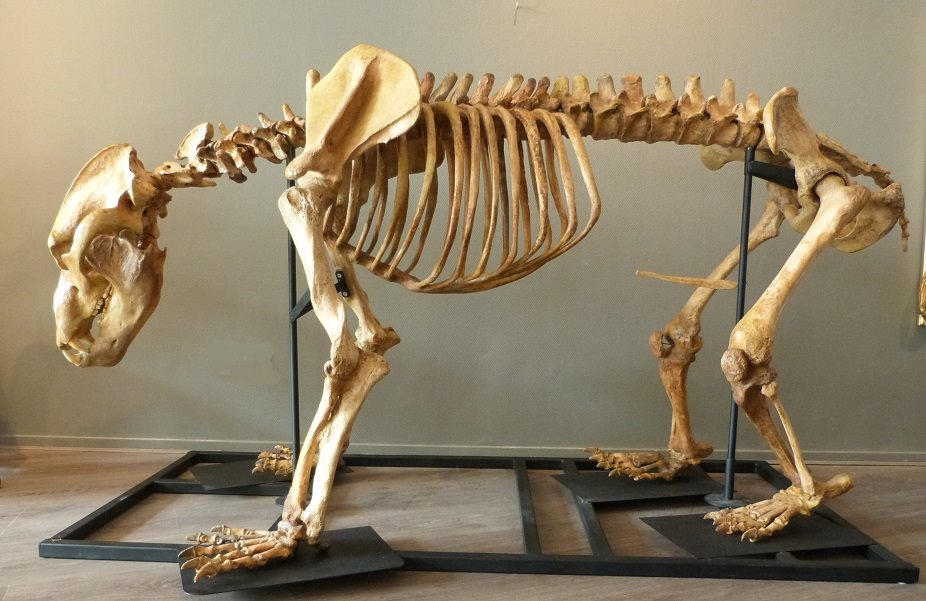 Bear bones. Скелет пещерного медведя. Короткомордый медведь скелет. Скелет бурого медведя. Кости пещерного медведя.