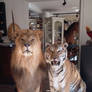 Taxidermy lion and tiger
