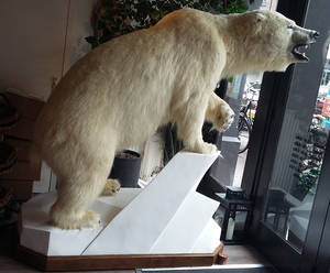 Mounted polar bear taxidermy