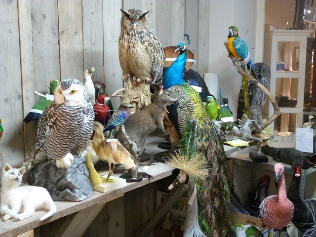 taxidermy lots ready deviantart taxidermist