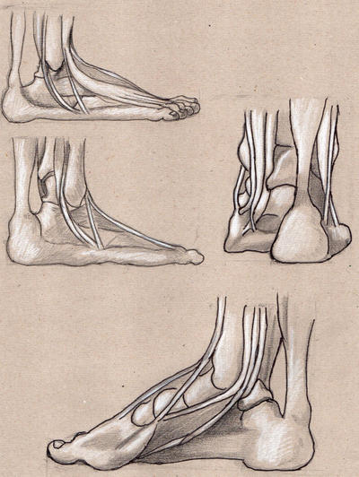 foot's bones 2