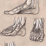foot anatomy 2
