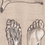 foot anatomy 3