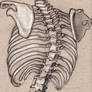 ribcage