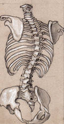 ribcage