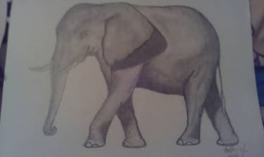 elephant