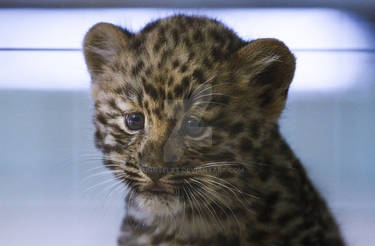 Baby Florida Panther