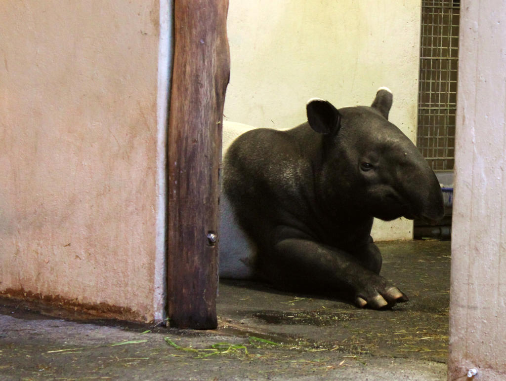 Tapir