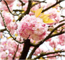 Cool Pink Flower