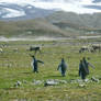 King Penguins and Reindeer