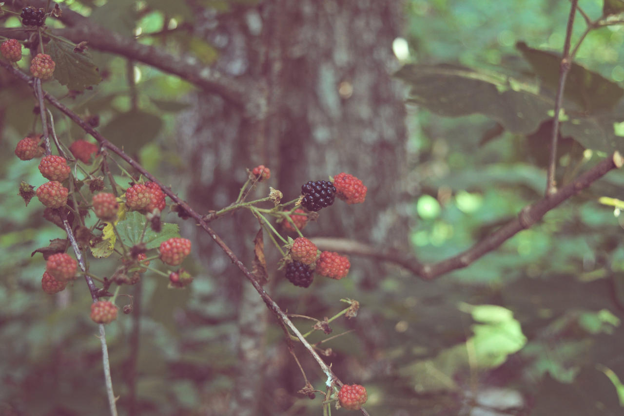 Wild Blackberries